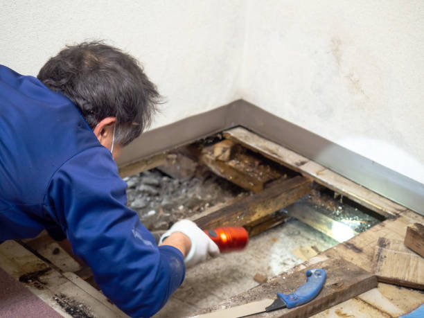 Best Attic Mold Removal  in Asheboro, NC