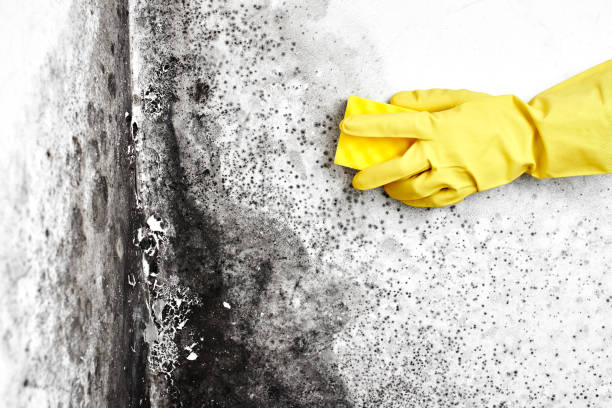 Attic Mold Removal in Asheboro, NC