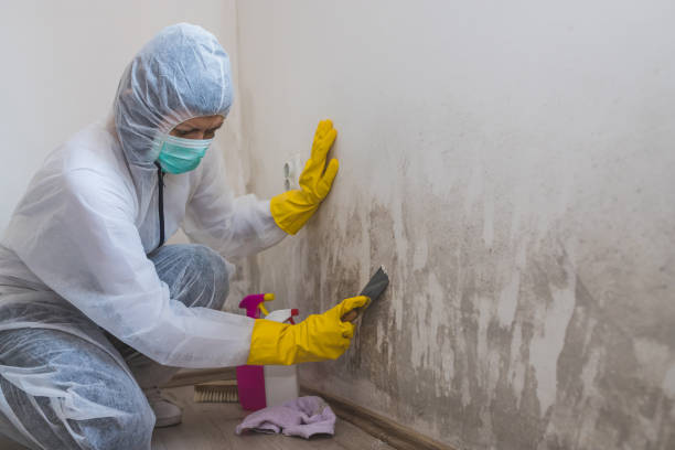 Reliable Asheboro, NC Mold Removal Solutions