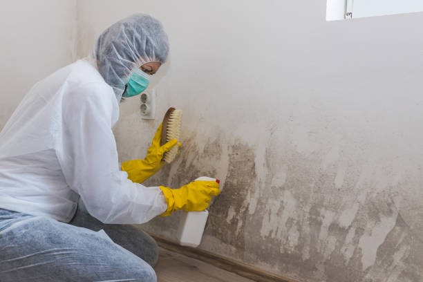 Best Black Mold Removal  in Asheboro, NC