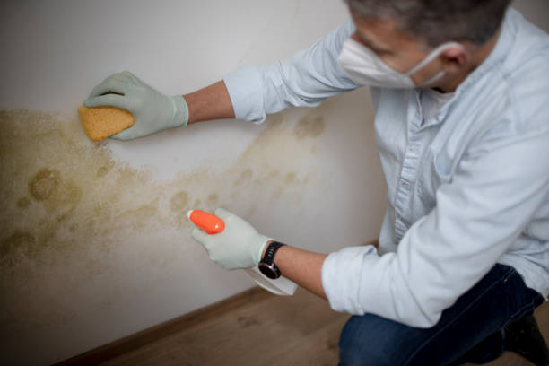 Best Mold Remediation  in Asheboro, NC