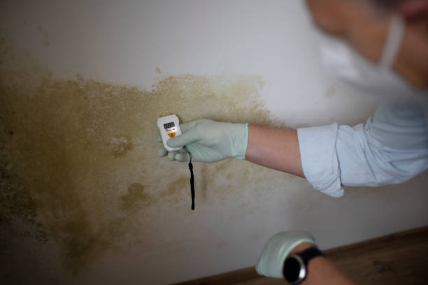 Best Mold Removal Company Near Me  in Asheboro, NC