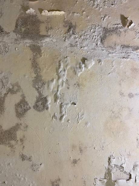 Best Residential Mold Removal  in Asheboro, NC