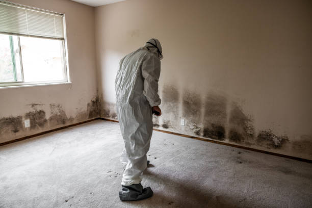 Best Best Mold Removal Companies  in Asheboro, NC