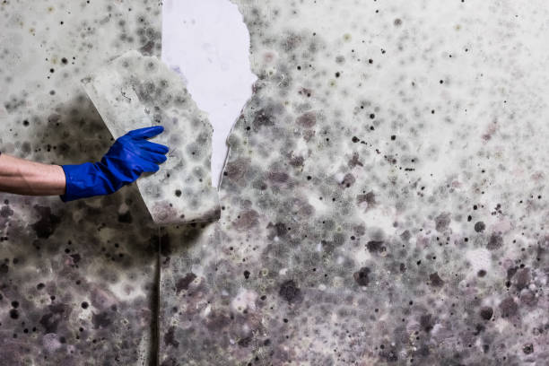 Best Mold Testing  in Asheboro, NC