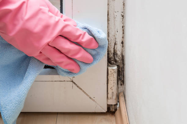 Best Local Mold Removal Service  in Asheboro, NC
