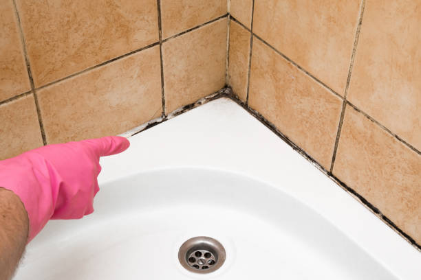 Best Black Mold Removal  in Asheboro, NC